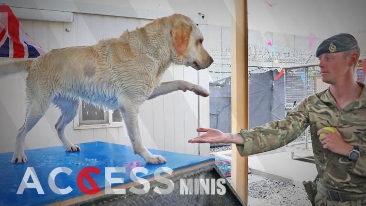 Inside The British Military Dog Unit In Afghanistan | ACCESS minis
