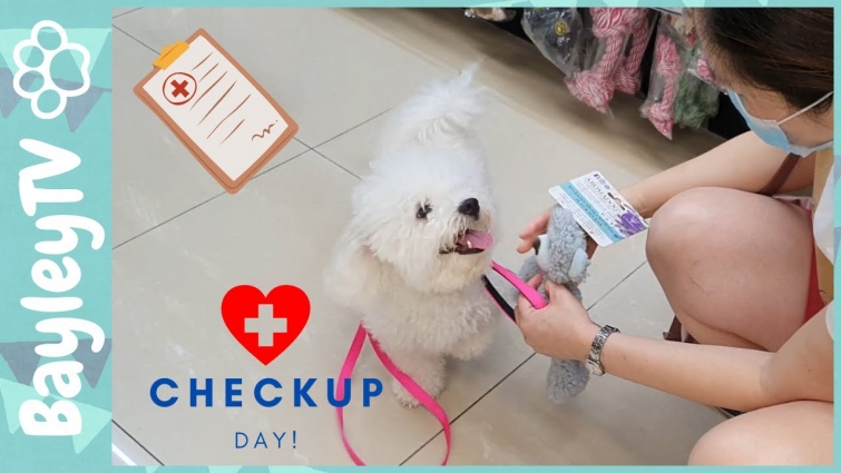 How was Little White Cloud's visit to the Vet? | Cute Bichon Frise in Malaysia Ep13 | Dog | BayleyTV