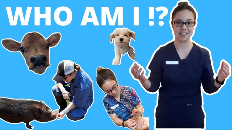 Trailer | Get to Know Dr. Katie Sum | Subscribe | Veterinarian