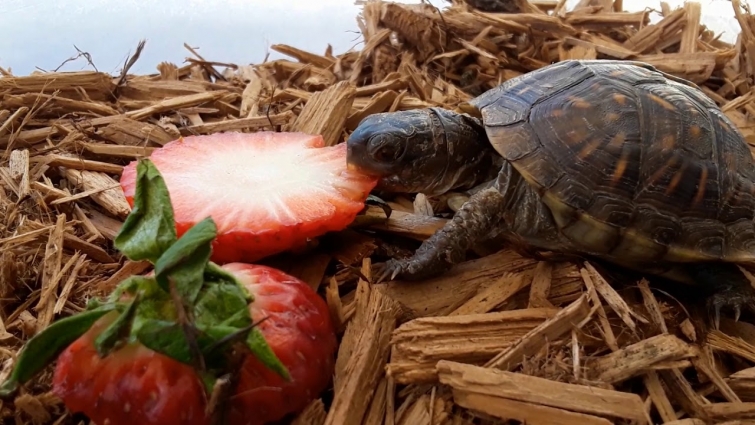 Baby Box Turtle eating Strawberries!