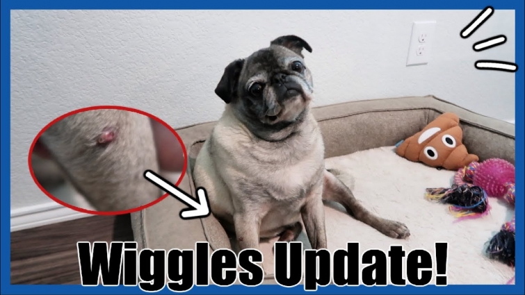 Quote on Removing Papilloma (wart)