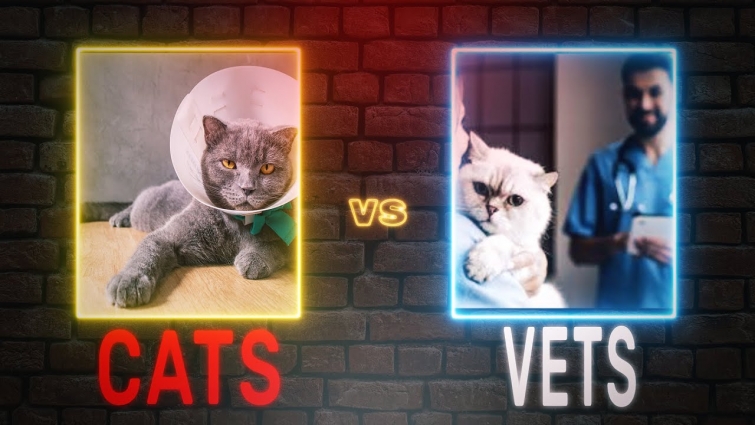 How to restrain a cat for medication || Six round video