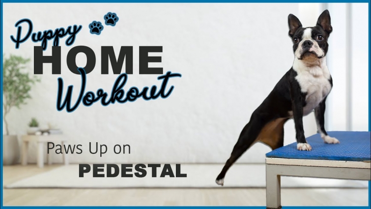 Paws Up on a Pedestal