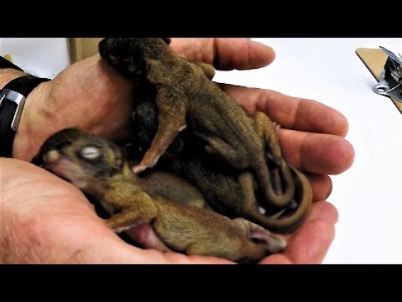 Handful of rescued baby squirrels is brought to a veterinarian