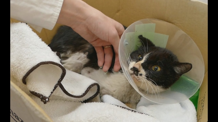 Poki the cat's vet results!