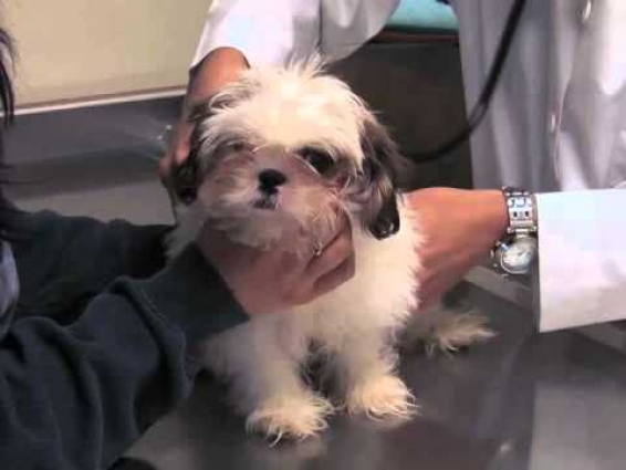 Baseline Animal Hospital, animal hospital, veterinarian, Rancho Cucamonga, CA