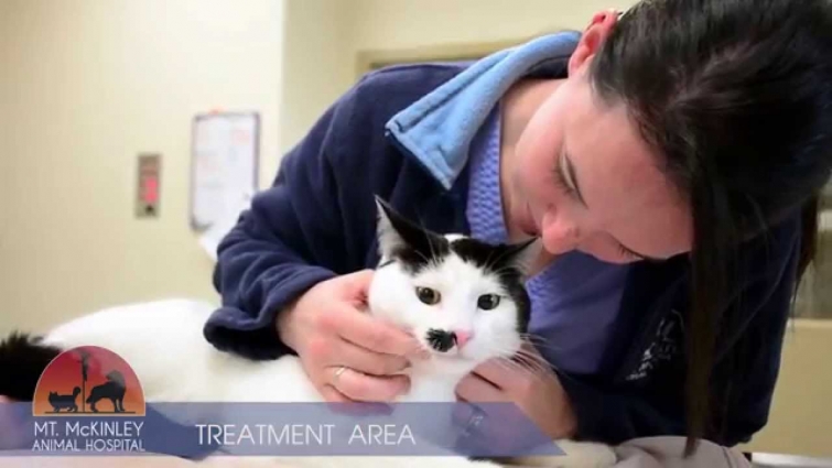 Video Marketing for Veterinarians | Style 4:  General hospital tour – No voice over