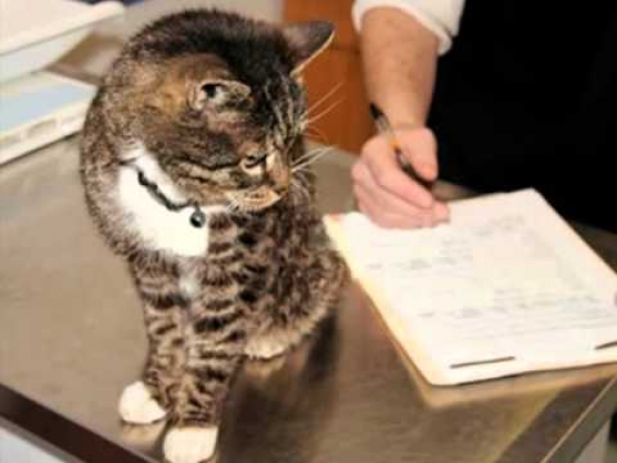 Animal Clinic of Anacostia, veterinarian, vaccinations, Washington, DC