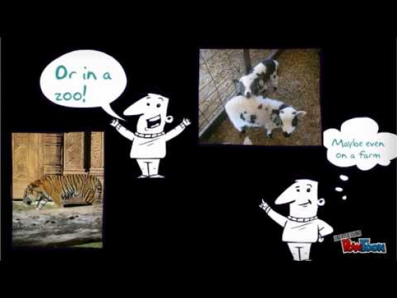 Veterinarian Technician