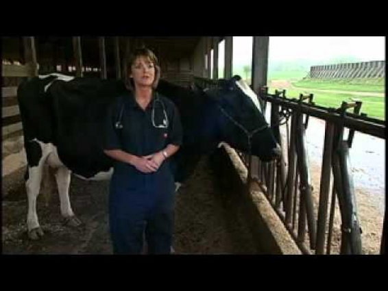 Ohio Dairy Vet Perspective: Cow Care