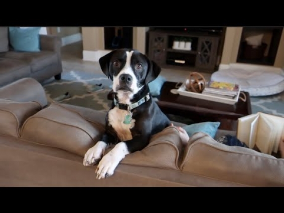 TAKING PENGUIN TO THE VET | DAY IN THE LIFE