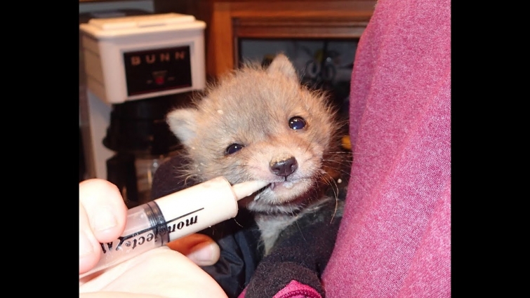 Second Chance For A Baby Fox (part 1) | Aquachigger