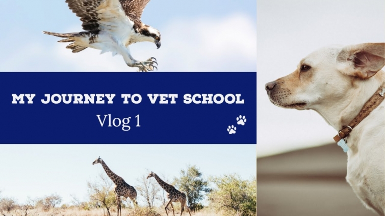 LIFE AS A BOVINE VET STUDENT |  Vlog 1