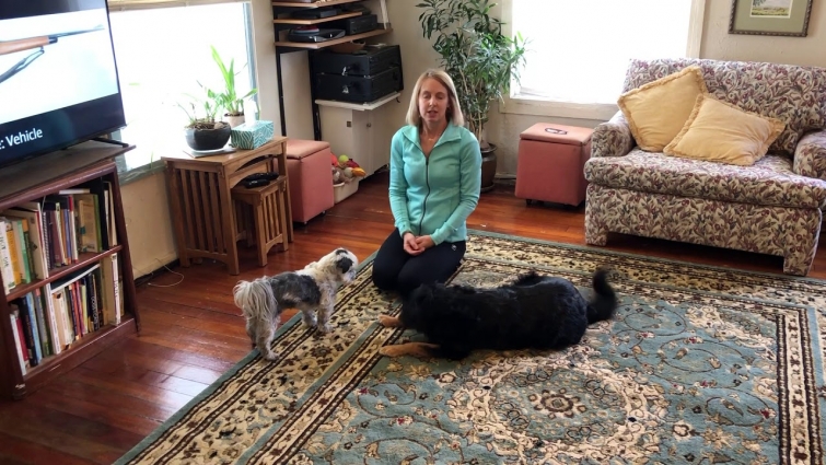 Dog Fireworks Phobia Survival Guide – Video 8: Decrease Difficulty when Adding New Criteria