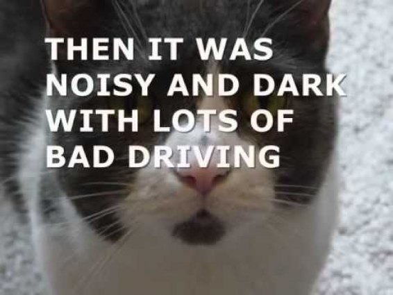 Scotty Goes to the Vet – Part 2