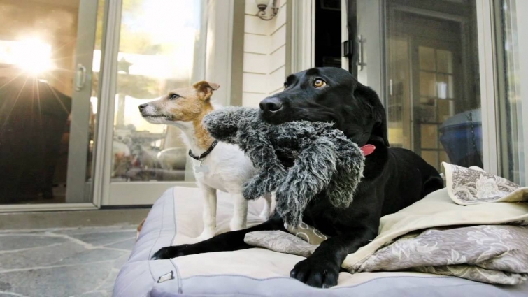 Lap of Love In Home Euthanasia and Veterinary Hospice Video.mov