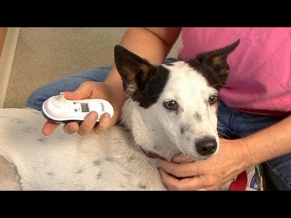 How To Tell If Your Dog Is Sick