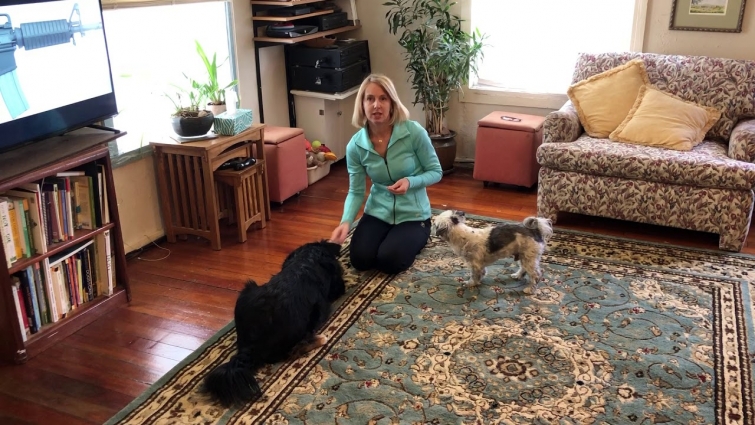 Dog Fireworks Phobia Survival Guide – Video 9: – Keep Sessions Short & Pause Frequently