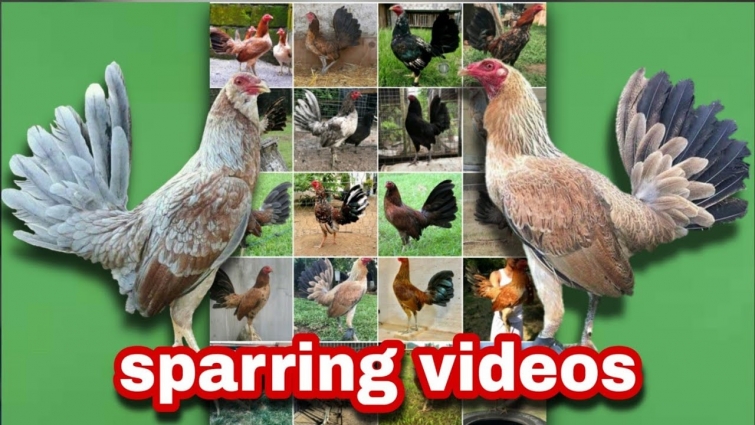 Super HENNIE'S (binabae) sparring videos and photo clip