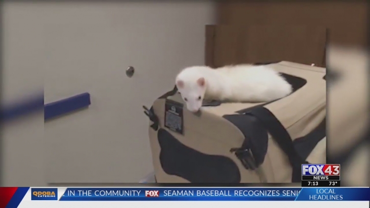 Pet Advice: Ferret care, vaccinations