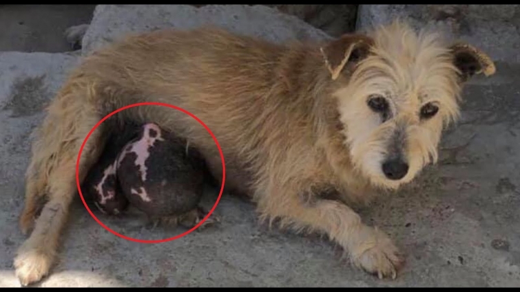 Rescue Poor Dog Who Had Huge Breast Tumors And Living On A Pile Of Dirt