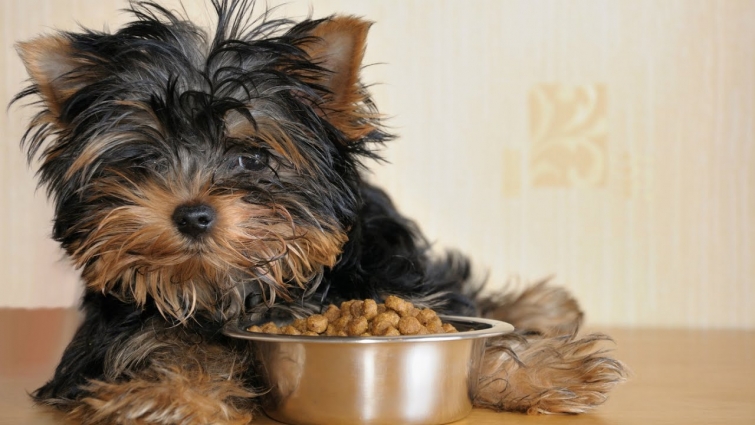 Is Grain-Free Food Bad for Your Dog? A Veterinarian Advises!