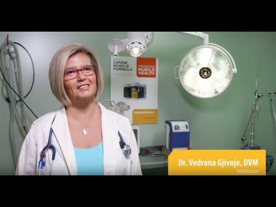 Veterinarian Talks About Myos Canine Muscle Formula®