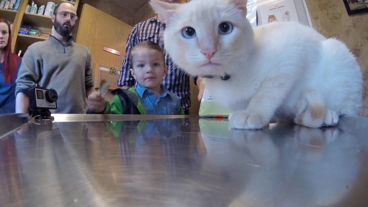 Frozen Kitten Vet Visit – Questions Answered