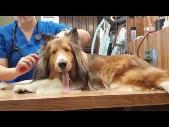 A Day with Rooney as a Veterinarian Clinic Sheltie