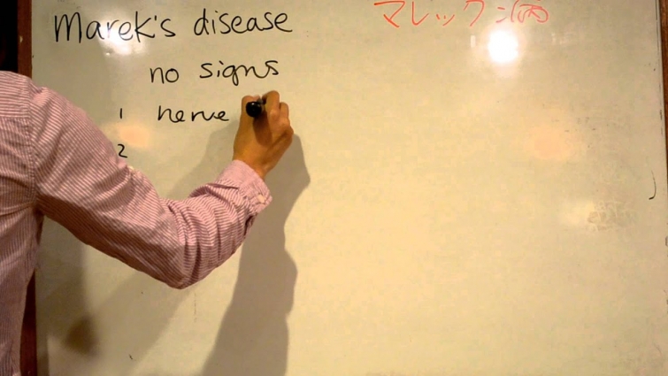 Yoko's Vet Review – Marek's Disease