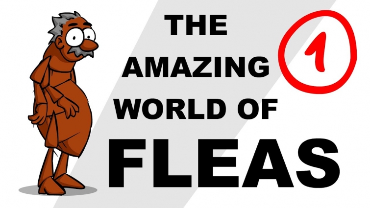 The Amazing World of Fleas – Plain and Simple (Part 1)