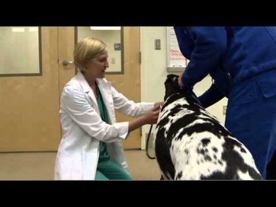 LUCKY DOG—A VETERINARIAN’S LIFE-SAVING STORY