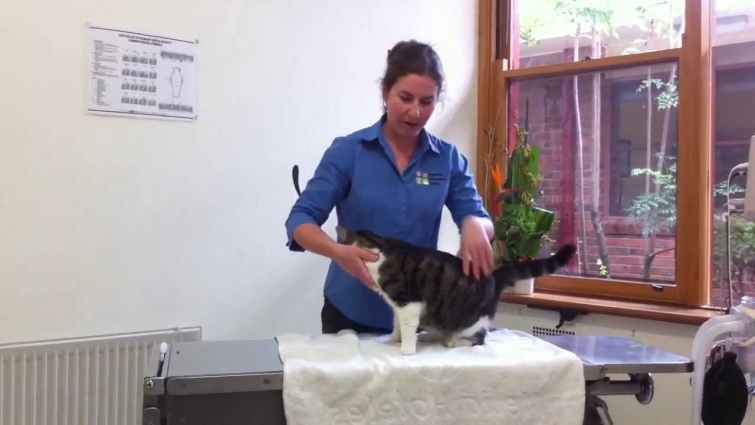 Highton Vet Clinic – How to worm at cat