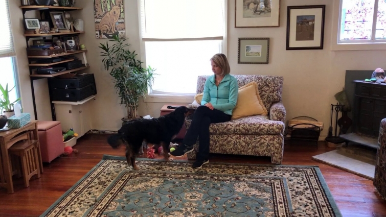 Dog Fireworks Phobia Survival Guide – Video 10:  – Adding Play in Later Stages Desensitization