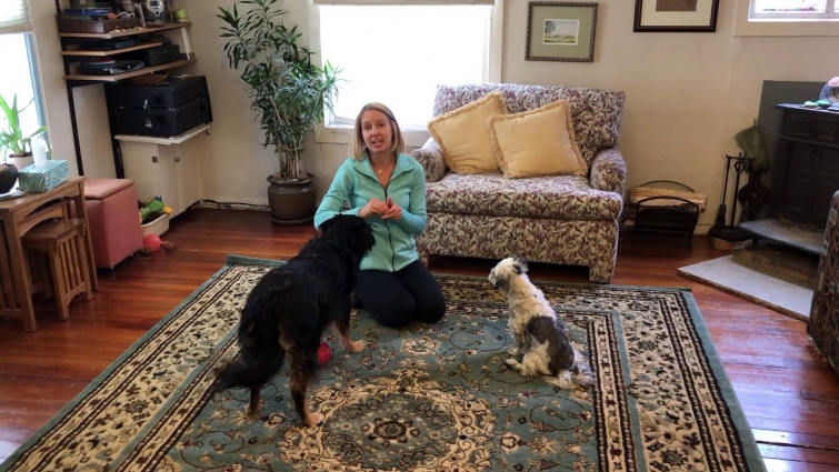 Dog Fireworks Phobia Survival Guide – Video 11: Advanced Stages of Counter Conditioning