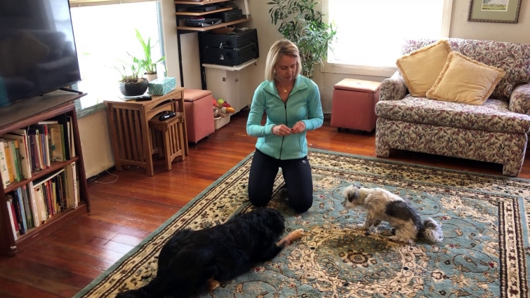 Dog Fireworks Phobia Survival Guide – Video 7: Add Easy Training and Increase Sound