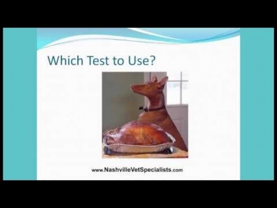 Cushing's Disease, Treatments in Veterinary Medicine, Nashville Veterinary Specialists