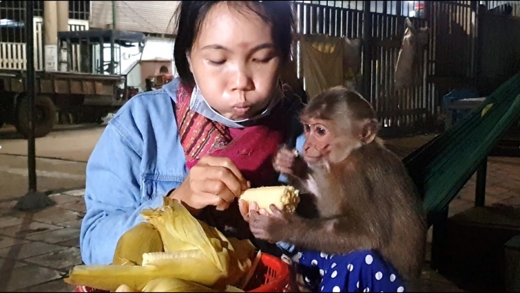 Monkey abu see a doctor! Evening eat corn and move 250km back home