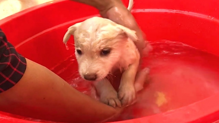 Little Puppy's First Bath After Rescued