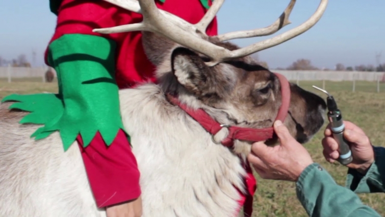 ’Twas the Month Before Christmas: A Poem from Santa’s Veterinarian