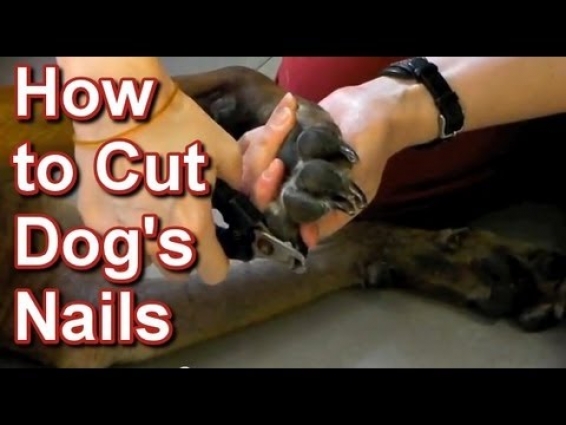 How to Cut Dog's Nails – Tai Wai Small Animal & Exotic Veterinary Hospital