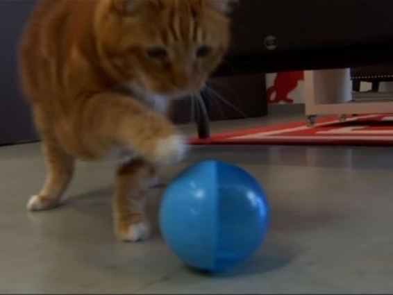 Texas Vet Adopts Formerly Fat Cat