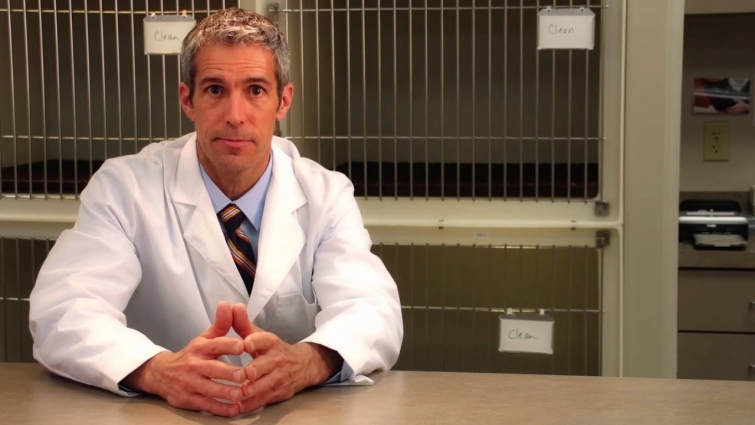 Rabies: Simple Steps Save Lives (English version, uncaptioned)