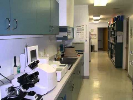 Animal Hospital of New Port Richey, veterinarian, examinations, New Port Richey, FL