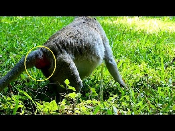 Pitiful Jane much Need Veterinarian To Examine Her Baby Carefully.