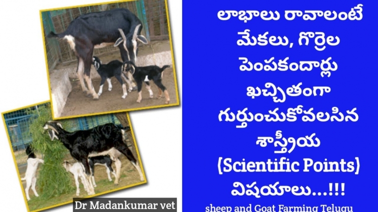 Scientific Management Tips for Profit, Successful Sheep and Goat Farming Telugu | Dr.Madankumar Vet