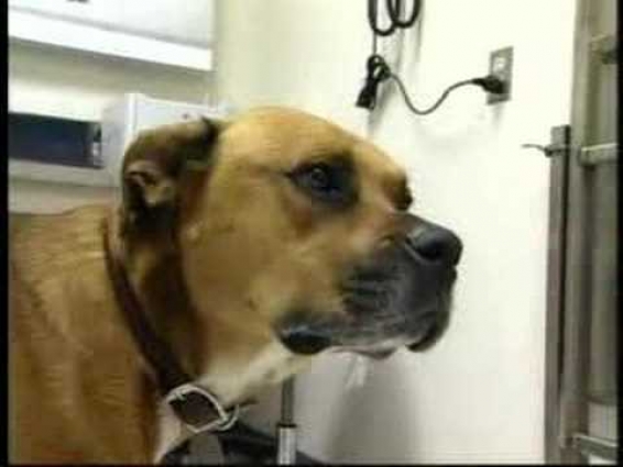 Veterinary Chiropractic Care