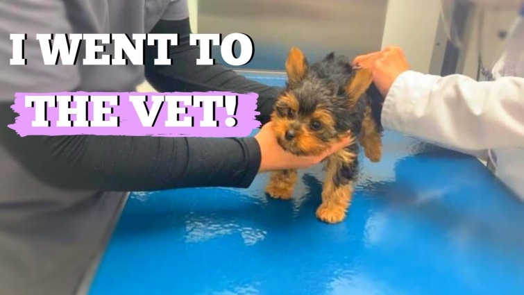 Puppy Goes to The Vet for her First Time to Check Up 😲 / Kiki Kisses The Yorkie