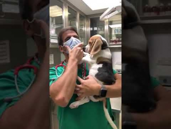 Beagle Puppy Tries to Take Off Vet's Mask – 1123669