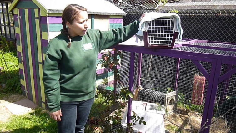 Taking your rabbit to the vet